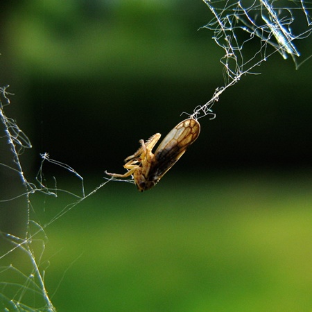 Im Spinnenetz gefangenes Insekt
